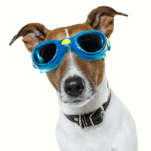 Dog with blue goggles